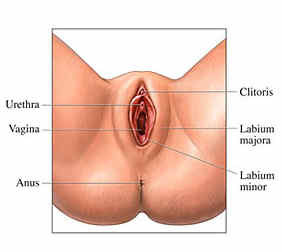 vulva diagram